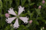 Eastern fringed catchfly